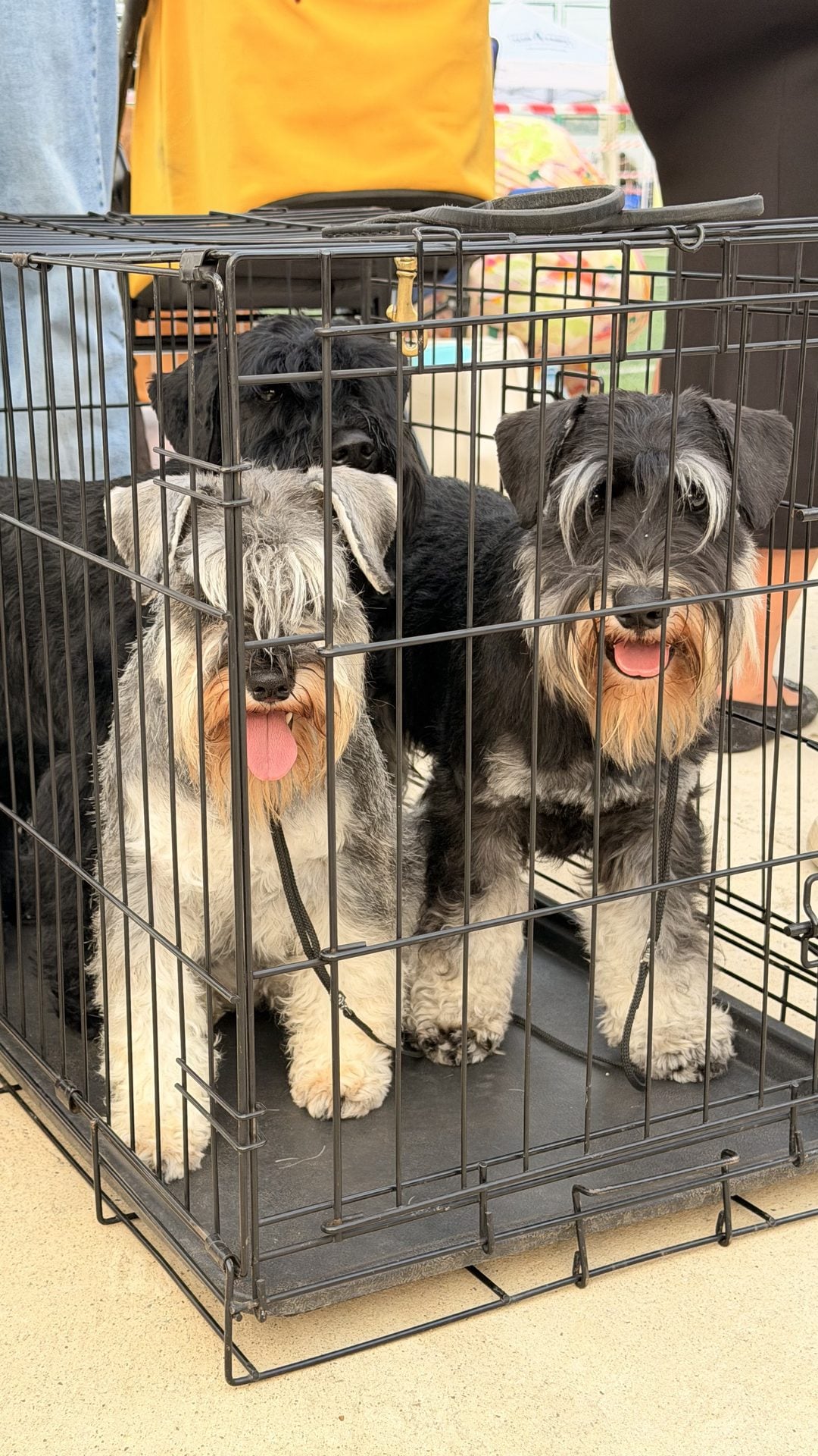 Schnauzers taking part in the show